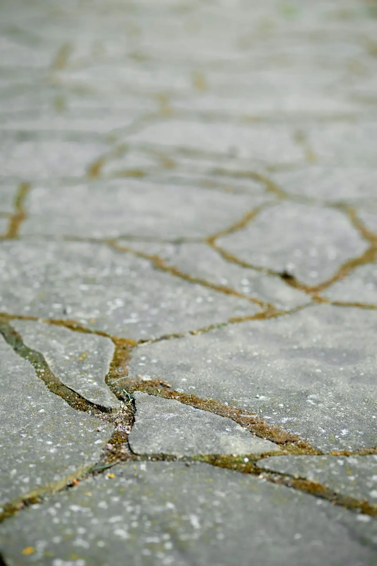 Close-up of cracked stone pavement with moss